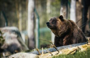 ours grizzlis