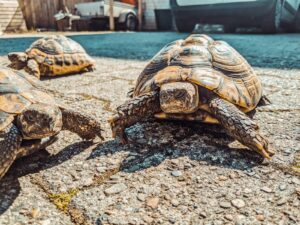 les tortues luths