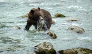 ours en Alaska