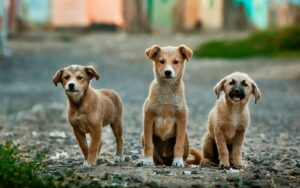 Pourquoi les chiens aboient