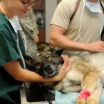 premiers secours pour animaux