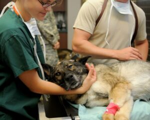 premiers secours pour animaux